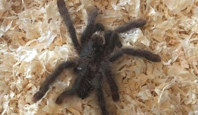 Vogelspin Uit Brazilie Opgedoken In Antwerpse Haven Het