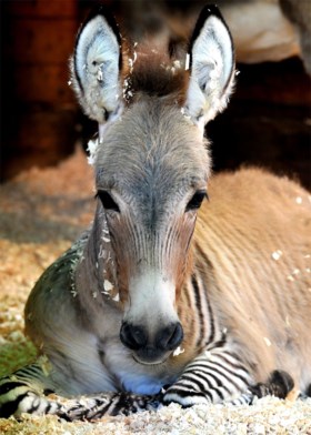 Wanneer je een zebra en ezel in dezelfde wei zet: zeldzame zezel geboren