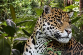 WWF roept op: “Geef wat minder eten aan je dikke kat en wat meer aan jaguars”