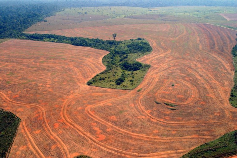 Ontbossing Amazonewoud in sneltempo: vorig jaar verdween geb ...