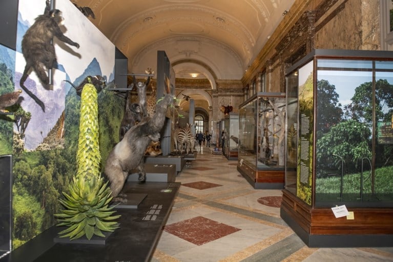 Hernieuwd AfricaMuseum opent na vijf jaar weer de deuren
