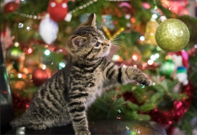 Hoe Hou Je Katten En Honden Uit De Kerstboom Tien Tips Van Het Nieuwsblad Mobile