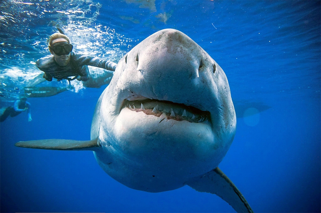 Levensgevaarlijk: duikers zien witte haai ter wereld en hem om foto's maken | Het Nieuwsblad Mobile