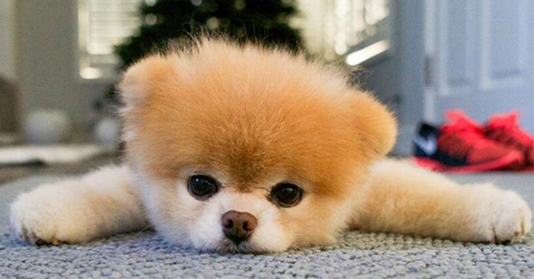 Spin zingen ontbijt Boo, het schattigste hondje ter wereld, is gestorven “aan een gebroken  hart” | Het Nieuwsblad Mobile