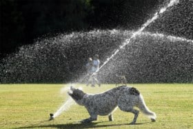 Australië kreunt onder de hitte en haalt bijna 50 graden: “Het lijkt hier wel de hel”