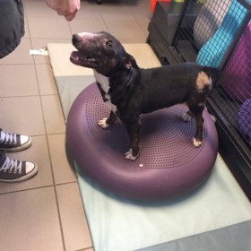 Strooizout doodt hond Mia (1), Tessa (31) wil iedereen waarschuwen: “Een heel klein beetje is al genoeg om viervoeters te doden”