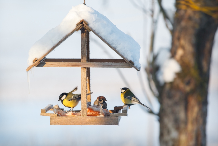 Demon Stout Belofte Hoe help je vogels in de tuin de winter door? En weet je hoe het komt dat  hun pootjes niet vastvriezen? | Het Nieuwsblad Mobile