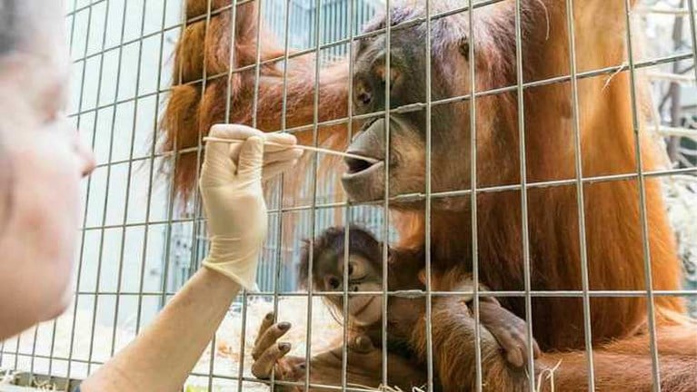 Verzorgers schrikken zich rot: mannetje in hok is niet papa van pasgeboren orang-oetan, maar buurman achter het hek wel
