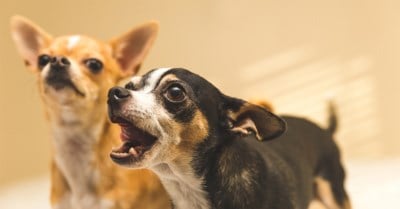 Dorp Verbiedt Honden Om Te Blaffen Wie Niet Luistert Krijg Het Nieuwsblad Mobile