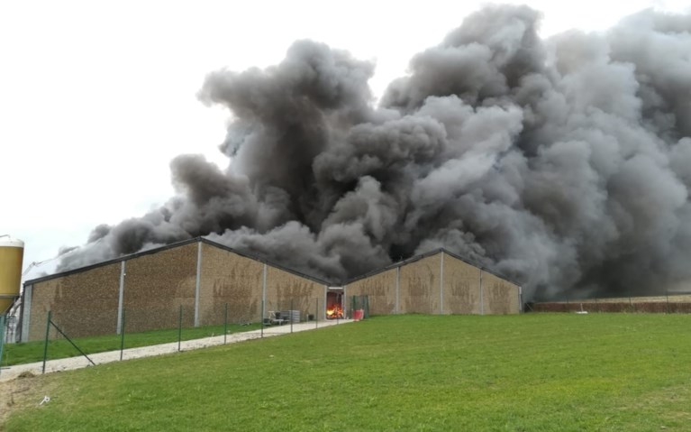 Grote brand in varkensstal in Pittem: meer dan 2.000 biggen overleven het niet