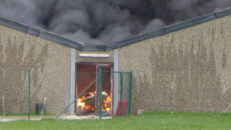 Grote brand in varkensstal in Pittem: meer dan 2.000 biggen overleven het niet