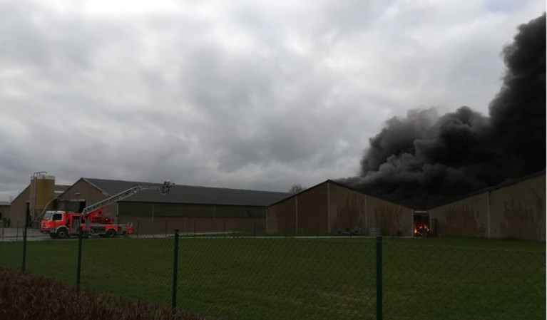 Grote brand in varkensstal in Pittem: meer dan 2.000 biggen overleven het niet