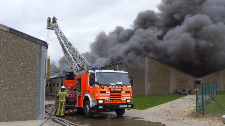 Grote brand in varkensstal in Pittem: meer dan 2.000 biggen overleven het niet