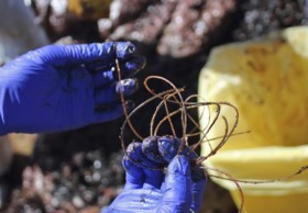Zwangere walvis dood aangespoeld met 22 kilo plastic in maag