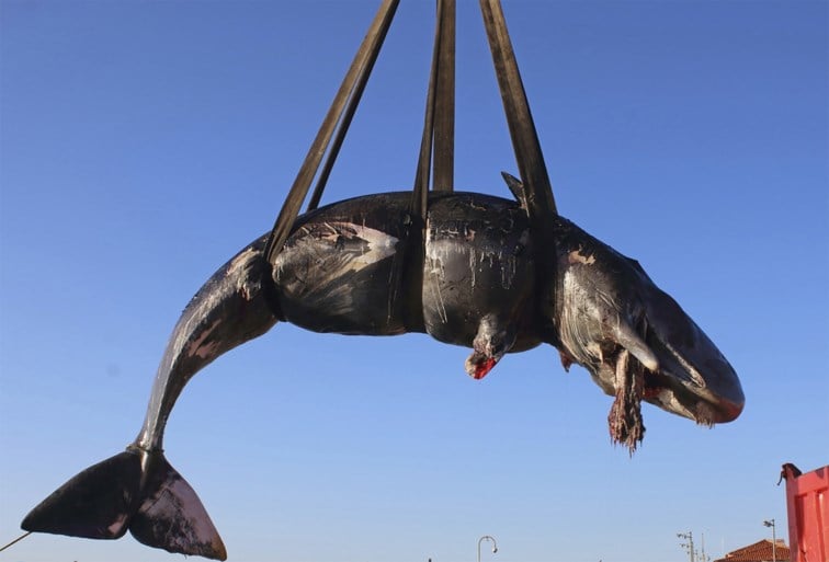 Zwangere walvis dood aangespoeld met 22 kilo plastic in maag