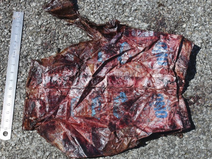 Zwangere walvis dood aangespoeld met 22 kilo plastic in maag