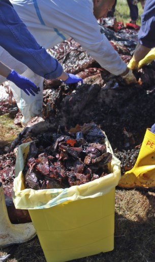Zwangere walvis dood aangespoeld met 22 kilo plastic in maag