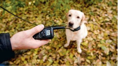 Nederland Verbiedt Stroomhalsband Voor Honden Bij Ons Wil W Het Nieuwsblad Mobile