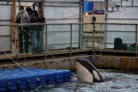 Rusland zwicht na acties wetenschappers en beroemdheden: dieren uit ‘walvisgevangenis’ komen vrij