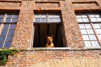 Licg Nl Dreiggedrag Van De Hond