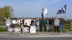 Dierenactivisten nemen afscheid van varkens in Ruiselede