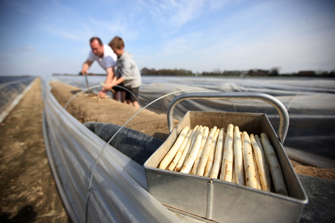 Nieuwe aspergeseizoen van start met eerste steek (Peer) Het Nieuwsblad