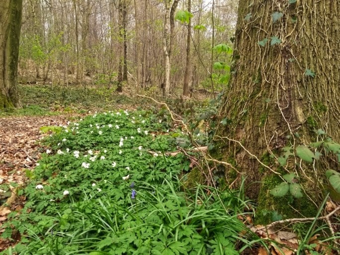 Tien uitnodigende wandelroutes in eigen land