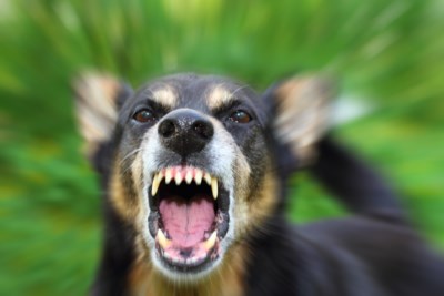 Hond Bijt Vrouw Op Reis In Azie Noorse Sterft Twee Maanden Het Nieuwsblad Mobile