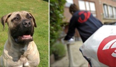 Elke Week Wordt Minstens Een Postbode Gebeten Door Een Hond Het Nieuwsblad Mobile