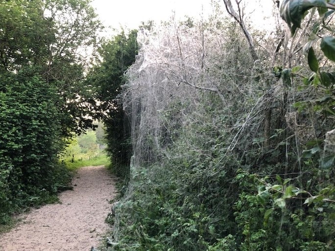 Reusachtig spinnenweb pakt boom helemaal in