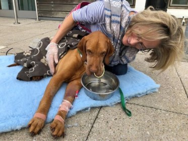 Hond Sterft Na Eten Van Koekjes Die Op Tafel Stonden Baasje Het Nieuwsblad Mobile