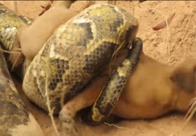 ‘Man die bange puppy redt van moordzuchtige slang’ niet meer welkom op YouTube