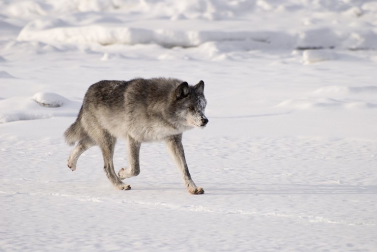 Reusachtige kop van 40.000 jaar oude wolf uit de ijstijd gevonden in Siberië