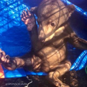 Nederlandse stichting redt jong beertje uit de klauwen van dierenhandelaar: “Er is een handeltje in lichaamsdelen opgezet”