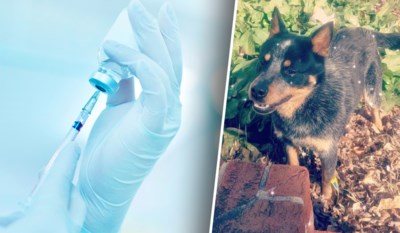 Pijnlijke Fout Dierenarts Geeft Verkeerde Hond Een Spuitje Het Nieuwsblad Mobile