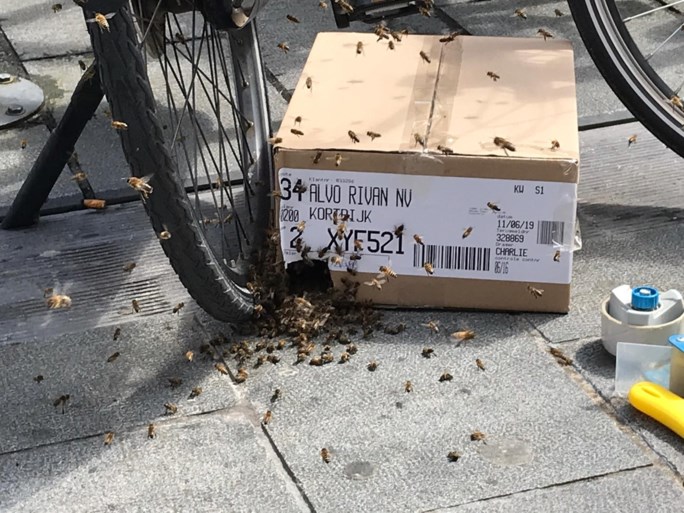 Duizenden bijen nestelen zich in Kortrijkse fietsen