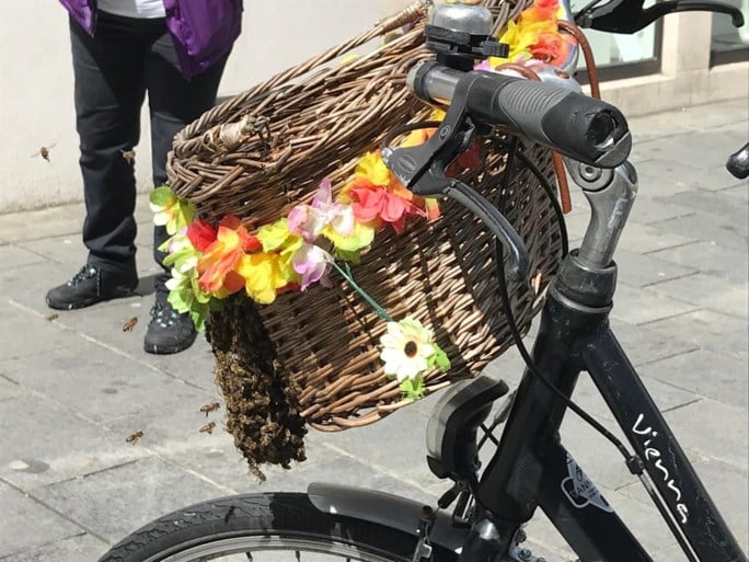 Duizenden bijen nestelen zich in Kortrijkse fietsen