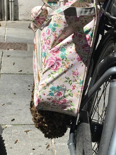 Duizenden bijen nestelen zich in Kortrijkse fietsen