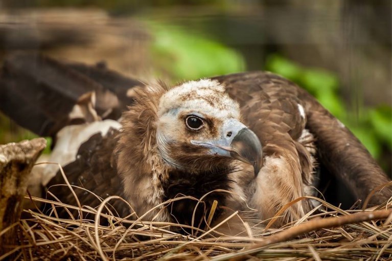 Wereldprimeur: Zoo Antwerpen en Planckendael laten monniksgieren twee jongen grootbrengen