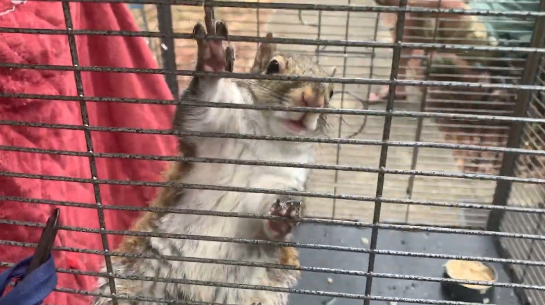 Man eekhoorn zodat hij ongewenste gasten zou aanvallen | Het Nieuwsblad Mobile