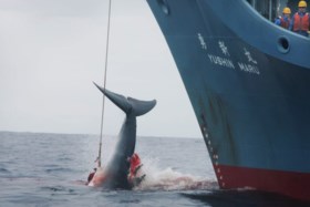 Japanse jachtschepen trekken er na 31 jaar opnieuw op uit voor commerciële walvisvangst