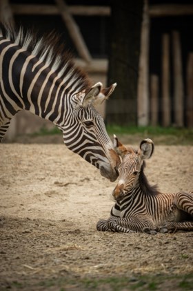 Heuglijk nieuws in Planckendael: kleine zebra Uzuri geboren