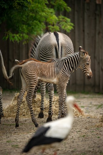 Heuglijk nieuws in Planckendael: kleine zebra Uzuri geboren