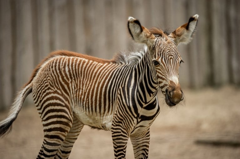 Heuglijk nieuws in Planckendael: kleine zebra Uzuri geboren