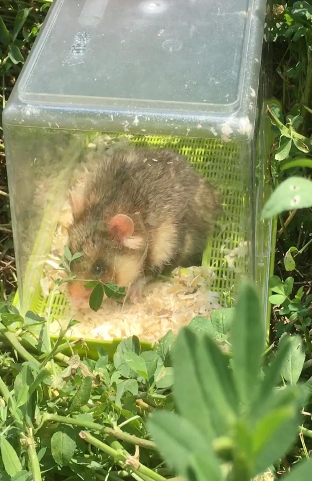 130.000 euro voor vijftig wilde hamsters (Tongeren) | Het Nieuwsblad Mobile