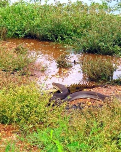 Vijf uur werk: python speelt hele krokodil integraal binnen