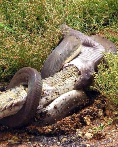 Vijf uur werk: python speelt hele krokodil integraal binnen