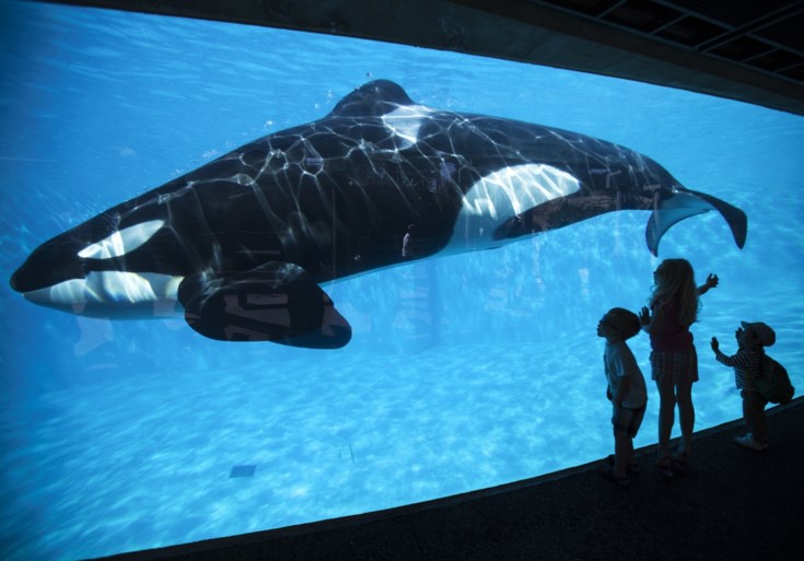Oud-werknemers Seaworld getuigen: “Orka’s werden vol medicijnen gepropt en verminkten zichzelf van de stress”
