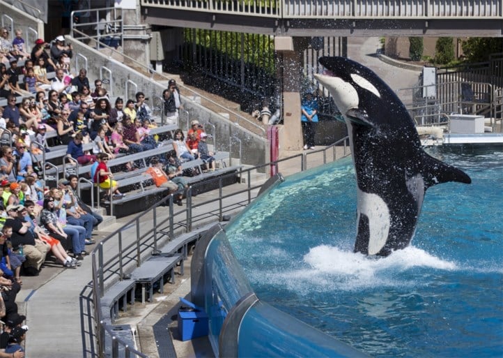 Oud-werknemers Seaworld getuigen: “Orka’s werden vol medicijnen gepropt en verminkten zichzelf van de stress”