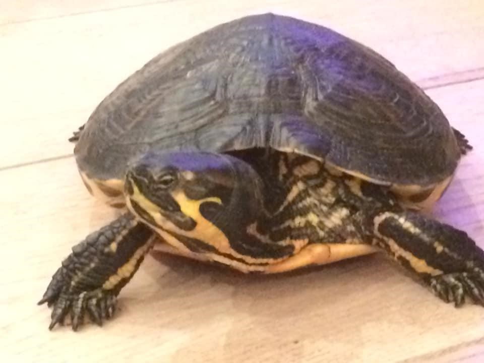 Avontuurlijke schildpad gaat gemeentegrens | Het Nieuwsblad Mobile